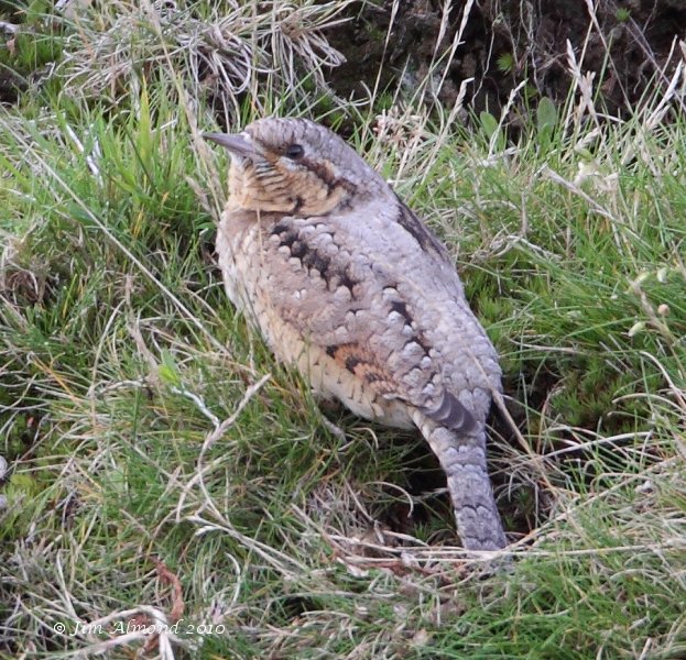 Wryneck Titterstone Clee 28 8 10  IMG_5355